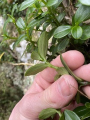 Peperomia urvilleana