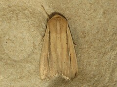 Leucania phragmitidicola