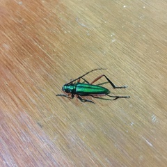 Plinthocoelium chilense