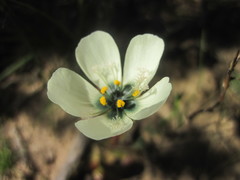 Drosera pauciflora