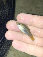 Poecilia latipinna