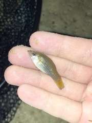 Poecilia latipinna