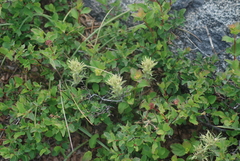 Castilleja nana