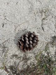 Pinus elliottii