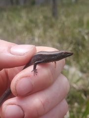 Lampropholis delicata