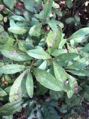 Rhododendron viscosum