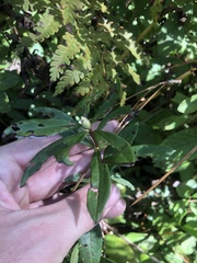 Rhododendron viscosum