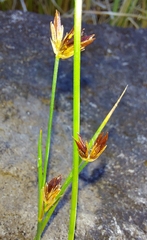 Juncus bulbosus