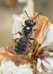 Halictus tripartitus