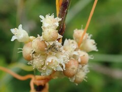 Cuscuta campestris