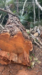 Metopium brownei