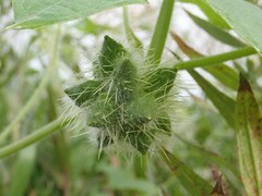Sicyos angulatus