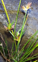 Juncus bulbosus