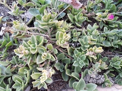 Mesembryanthemum cordifolium