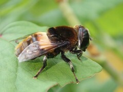 Phytomia zonata