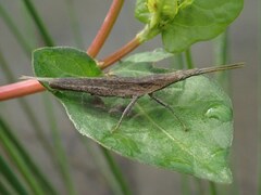 Atractomorpha lata