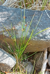 Juncus bulbosus