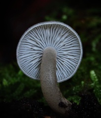 Clitocybula oculus