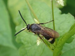Scolia oculata