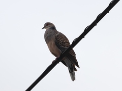 Streptopelia orientalis orientalis