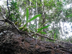 Bulbophyllum auriflorum