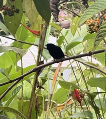 Lepidothrix velutina