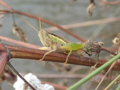 Oxya yezoensis
