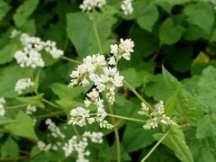 Fagopyrum cymosum