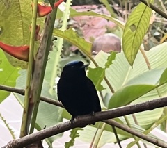 Lepidothrix velutina