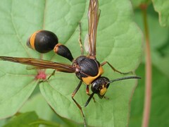 Oreumenes decoratus