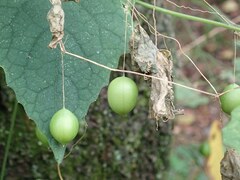 Zehneria japonica