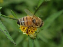 Apis mellifera