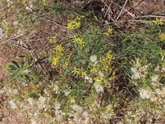 Senecio spartioides