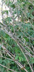 Sambucus racemosa