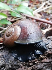 Macrocyclis peruvianus
