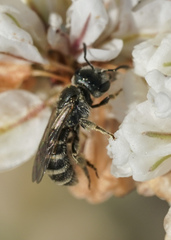 Halictus tripartitus