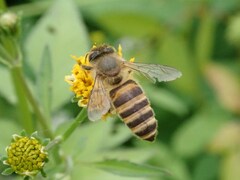 Apis cerana japonica