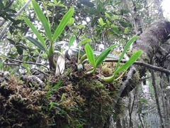 Bulbophyllum auriflorum