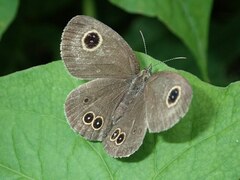 Ypthima argus