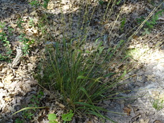 Chasmanthium sessiliflorum