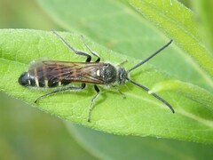 Campsomeriella annulata