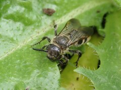 Campsomeriella annulata