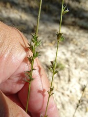 Chasmanthium sessiliflorum