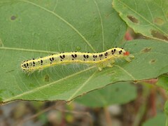 Xanthodes transversa