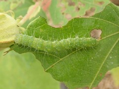 Xanthodes transversa