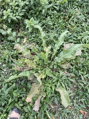 Rumex britannica