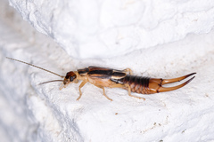 Labidura riparia
