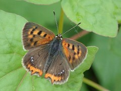 Lycaena phlaeas daimio