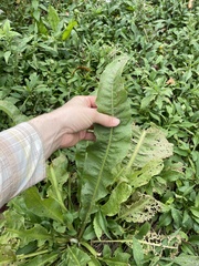 Rumex britannica