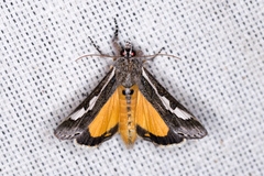 Euscirrhopterus gloveri